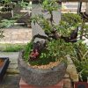 Gardening Simulation Stone Flower Bonsai