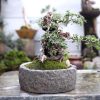 Gardening Simulation Stone Flower Bonsai - Image 2
