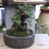 Gardening Simulation Stone Flower Bonsai - Image 5