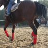 Horse Leg Straps Leg Wraps Leg Bandage Set - Image 2